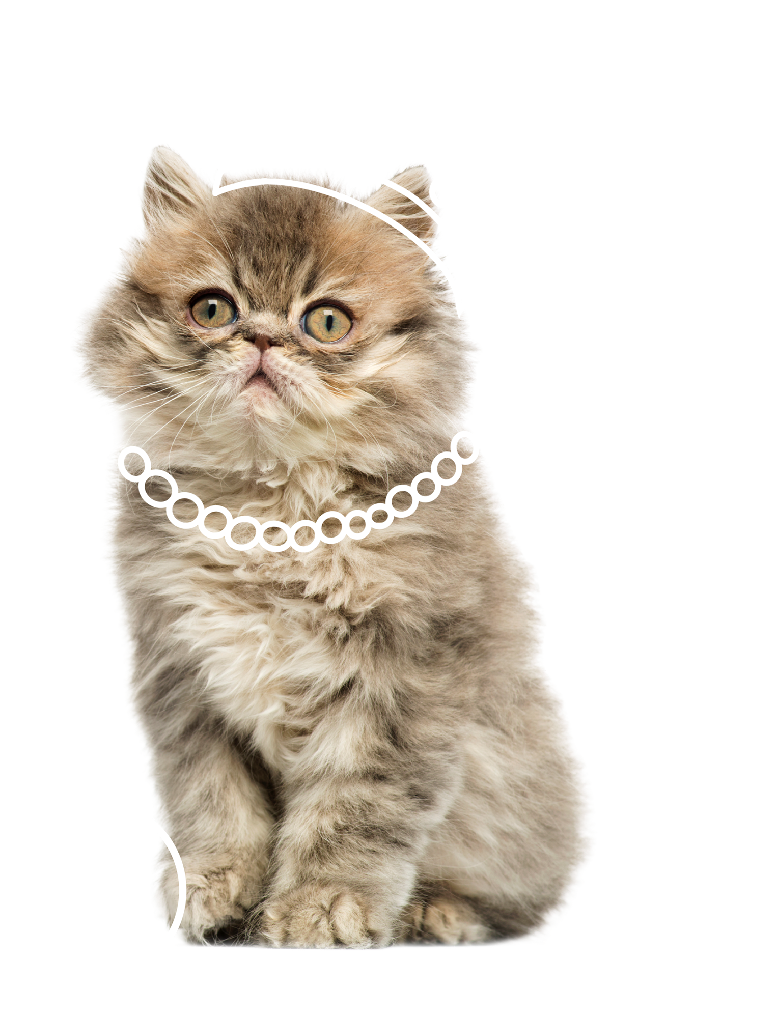Kitten with Crown