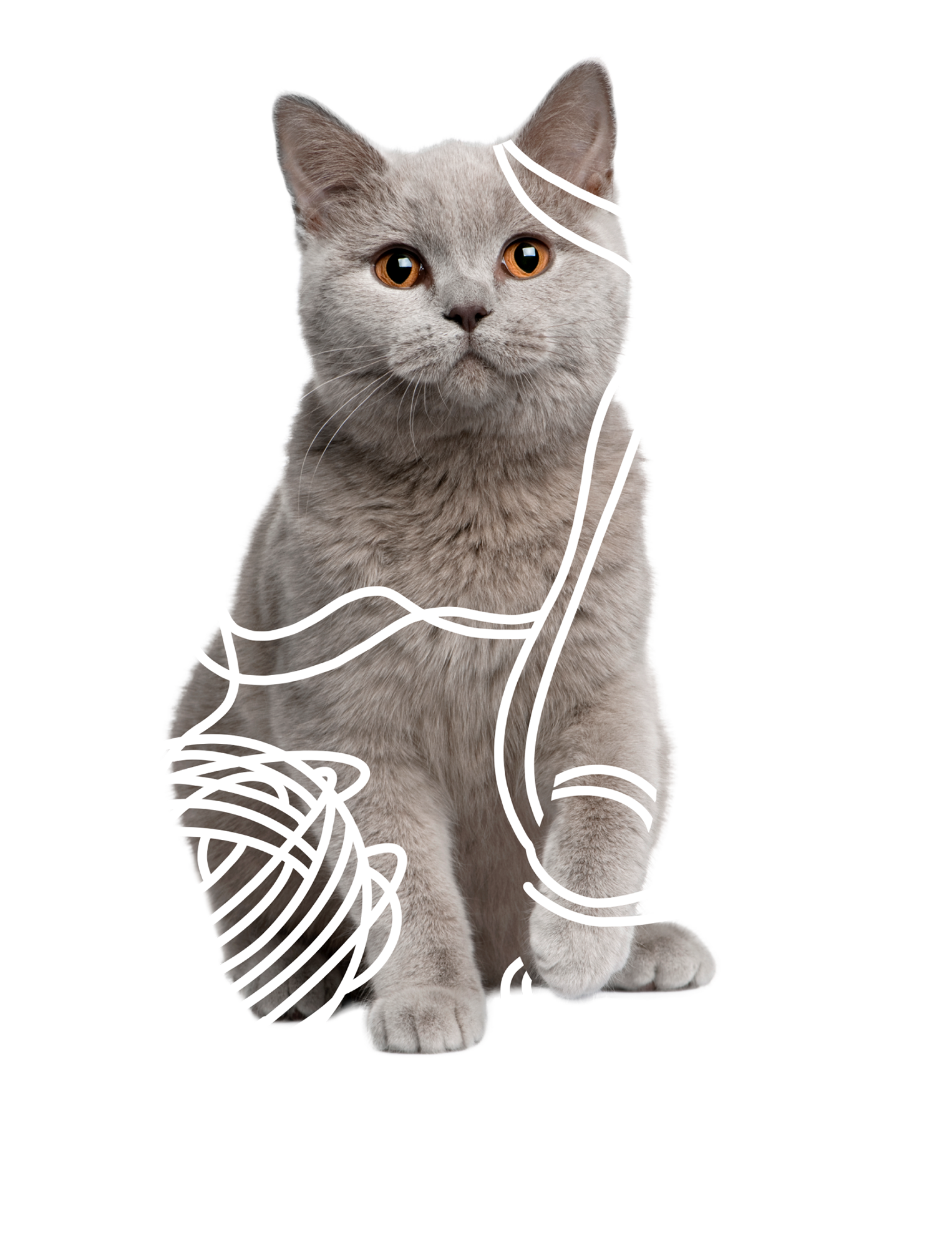 Kitten with Yarn