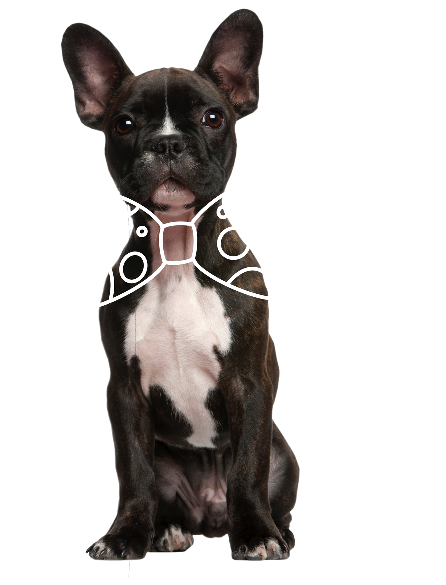 Puppy with Bowtie